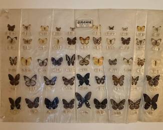 Taiwan Butterfly Collection Display  Specimens