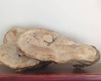 Artist Conk Ganoderma applanatum Specimen