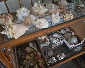 Shells