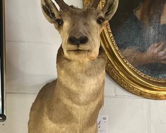 Pronghorn antelope mount