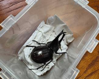 Rhinoceros Beetle