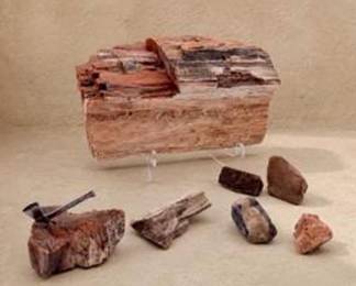 Lot #62 Large Petrified Wood Specimen & Fossil Wood Collection – Polished and Natural Geological Display Lot