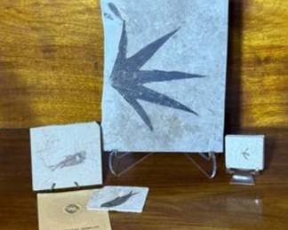 Lot #120 Green River Formation Fossil Plant Collection | Fossil Leaf, Seed & Botanical Specimens from Wyoming