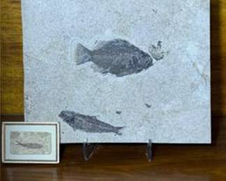 Lot #118 Fossil Fish Display Specimen on Matrix | Natural History Fossil Plaque with Framed Companion Piece