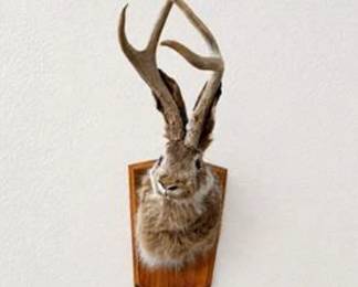 Lot #30 Mounted Jackalope Taxidermy – Whimsical Western Wall Decor & Conversation Piece