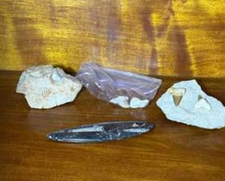 Lot #115 Fossil & Shark Tooth Collection with Orthoceras Fossil Plate, Matrix Specimens & Display Pieces