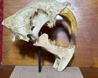 Lot #114 Eusmilus Skull Fossil Replica Display – Prehistoric Saber-Toothed Cat Museum Reproduction on Stand
