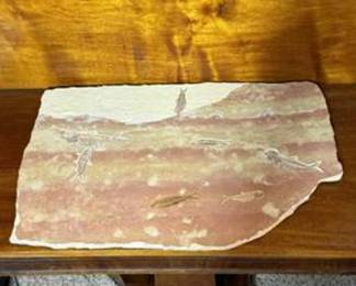 Lot #117 Eocene Fossil Fish Mortality Plate from Wyoming | Green River Formation Fossil Specimen