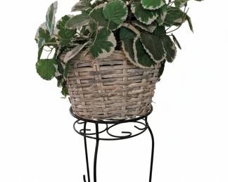 Variegated Swedish Ivy Plant in Wicker Basket with Stand