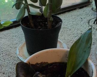 Jade Plant Crassula ovata and Snake Plant Sansevieria trifasciata