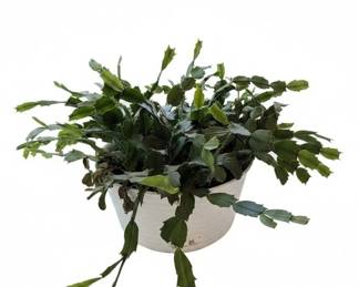 Christmas Cactus Schlumbergera