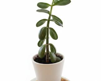Jade Plant Crassula ovata