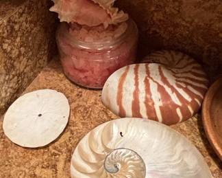 Queen Conch Shell second image