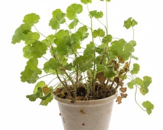 Geranium Plant in Terracotta Pot