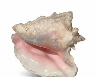 Queen Conch Shell