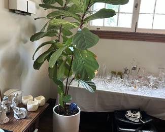 Extra large fig tree in WEST ELM TEAK planter $185