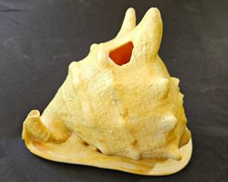 Large Conch Shell Display