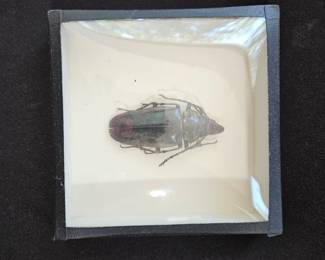 Preserved Longhorn Beetle