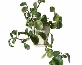 Assorted Potted Houseplants ZZ Plant, Christmas Cactus, Orchid, Peperomia
