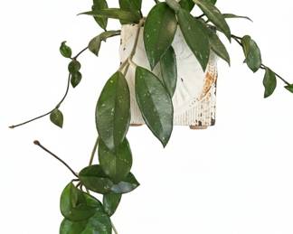 Collection of Houseplants second image