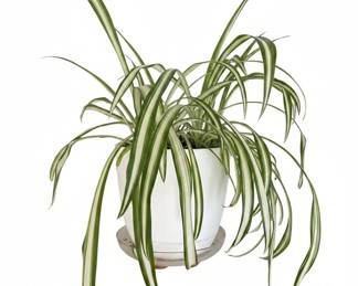 Collection of Houseplants