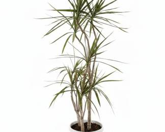 Ficus Benjamina Midnight Braid third image