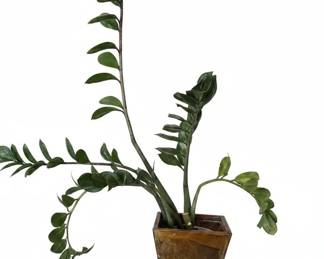 Assorted Potted Houseplants ZZ Plant, Christmas Cactus, Orchid, Peperomia fifth image