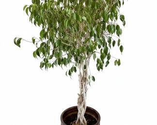 Ficus Benjamina Midnight Braid fourth image