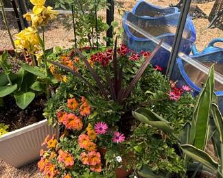 Mixed Flower Planters
