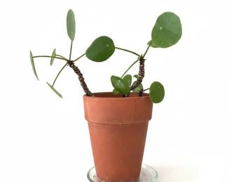Pilea Peperomioides Chinese Money Plant