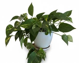 Epipremnum aureum Golden Pothos in White Pot