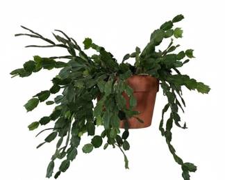 Assorted Potted Houseplants ZZ Plant, Christmas Cactus, Orchid, Peperomia fourth image
