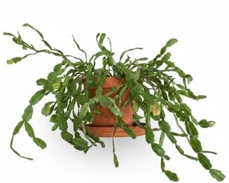 Assorted Potted Houseplants ZZ Plant, Christmas Cactus, Orchid, Peperomia second image