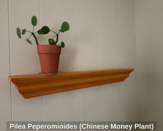 Pilea Peperomioides Chinese Money Plant second image
