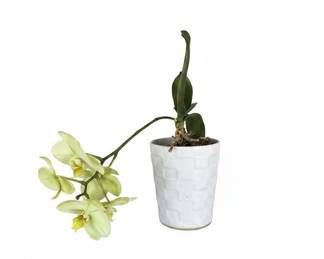 Assorted Potted Houseplants ZZ Plant, Christmas Cactus, Orchid, Peperomia third image