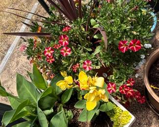Mixed Flower Planters third image