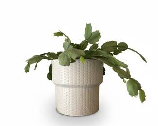 Ficus Benjamina Midnight Braid second image