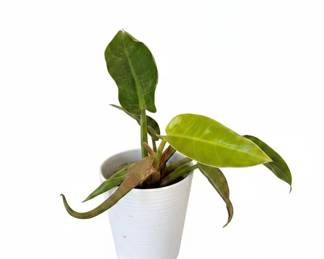 Assorted Potted Houseplants ZZ Plant, Christmas Cactus, Orchid, Peperomia sixth image