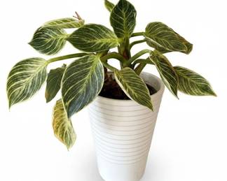 Ficus Benjamina Midnight Braid