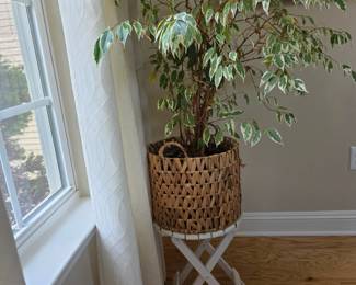 plant