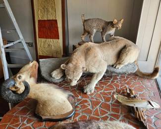 Taxidermy