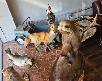 Taxidermy