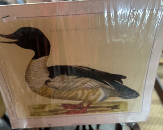 Morganser Duck