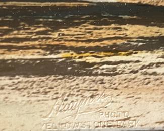 Vintage Haynes Photo Yellowstone National Park Old Faithful Geyser