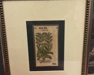 Antique 16th century German Botanical Print Gliedkraut Sideritis Herbal Leaf