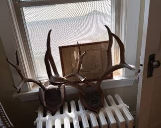 Deer Horns