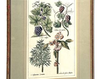 Botanical Art