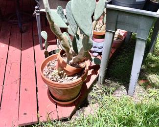 Large cactus and planter terra-cotta