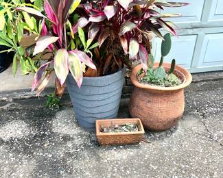 Plants