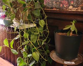 Healthy Pothos plant in brass pot, Jade plant on brass and Bakelite plant stand